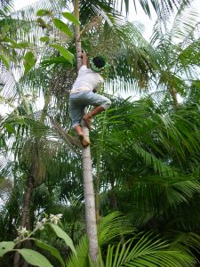 Acai Tree - Brazil