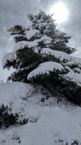 Snow Packed Blue Spruce